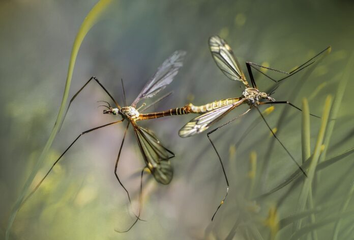 plaga mosquitos Diputación