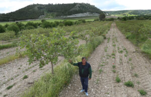 Pistachos del Cerrato