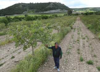Pistachos del Cerrato