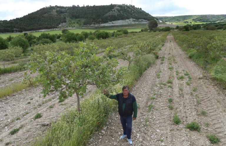 Pistachos del Cerrato