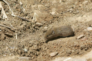 Ejemplar de topillo campesino en Tierra de Campos