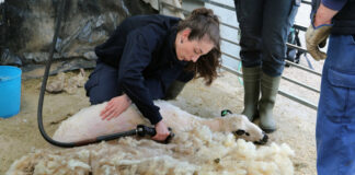 Jornadas sobre el esquileo ovino en Viñalta Palencia