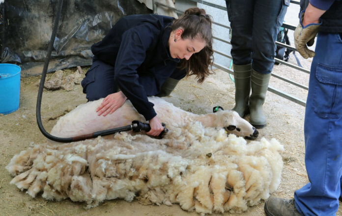 Jornadas sobre el esquileo ovino en Viñalta Palencia