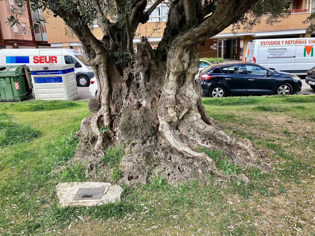 Olivo de la Paz