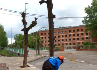 saldaña árboles avenida reyes católicos