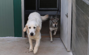 Centro canino Can-poo que funciona como guardería para que los dueños dejen a sus mascotas alojadas mientras se van de vacaciones, en la imagen el dueño del centro, Miguel Ángel Barcenilla, con alguno perros alojados en el centro