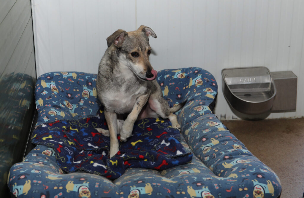 Centro canino Can-poo que funciona como guardería para que los dueños dejen a sus mascotas alojadas mientras se van de vacaciones, en la imagen el dueño del centro, Miguel Ángel Barcenilla, con alguno perros alojados en el centro