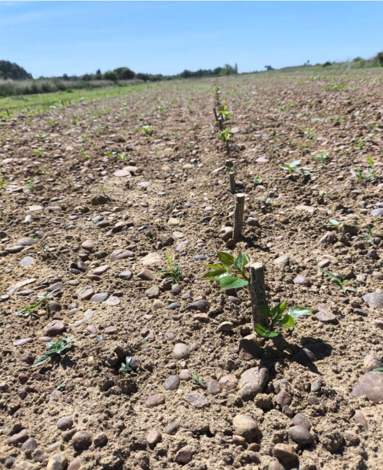 Plantación de chopos en Paredes de Nava
