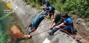 Rescate de la vaca en Guardo