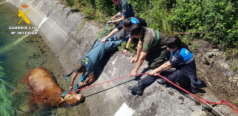 Rescate de la vaca en Guardo