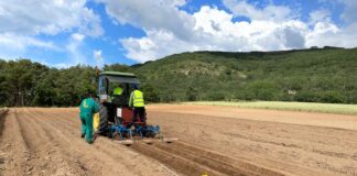 SIEMBRA CAMPOS DE ENSAYO PATATA ECOLÓGICA 3