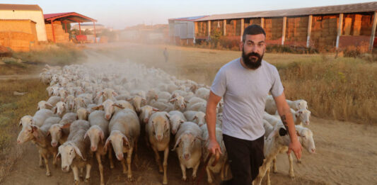 El pastor de Villamorco (Palencia), José de Mingo saca al rebaño al campo a pastar.