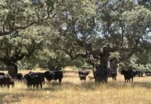 Toros de lidia en la Dehesa