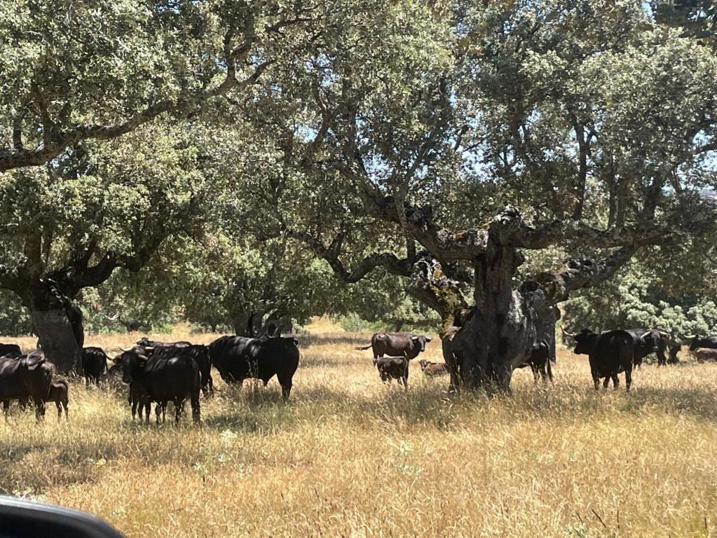 Toros de lidia en la Dehesa