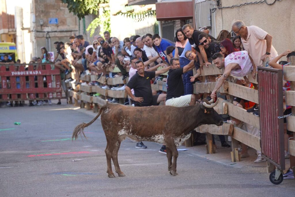 Encierros tradicionales en Torquemada - Agosto 2024