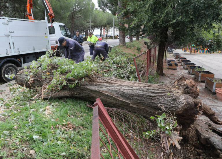 Un árbol derriba una valla en el Paseo de Nuestra Señora de los Ángeles, a la altura del colegio Padre Claret. / Brágimo (ICAL)