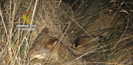 Imagen de archivo de un lobo.