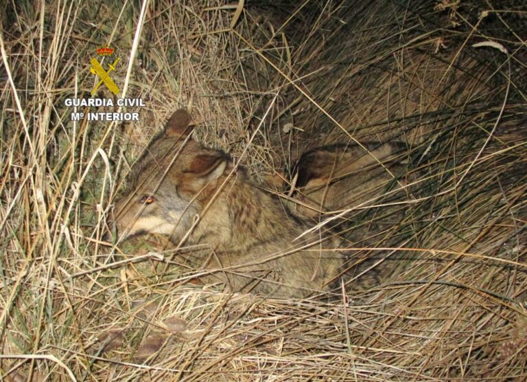 Imagen de archivo de un lobo.