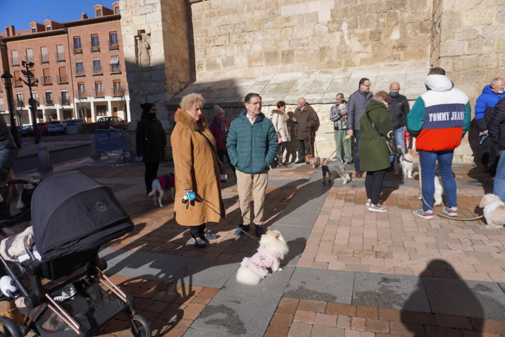 Bendición de los animales cpn motivo de San Antón Abad, en la iglesia de San Miguel