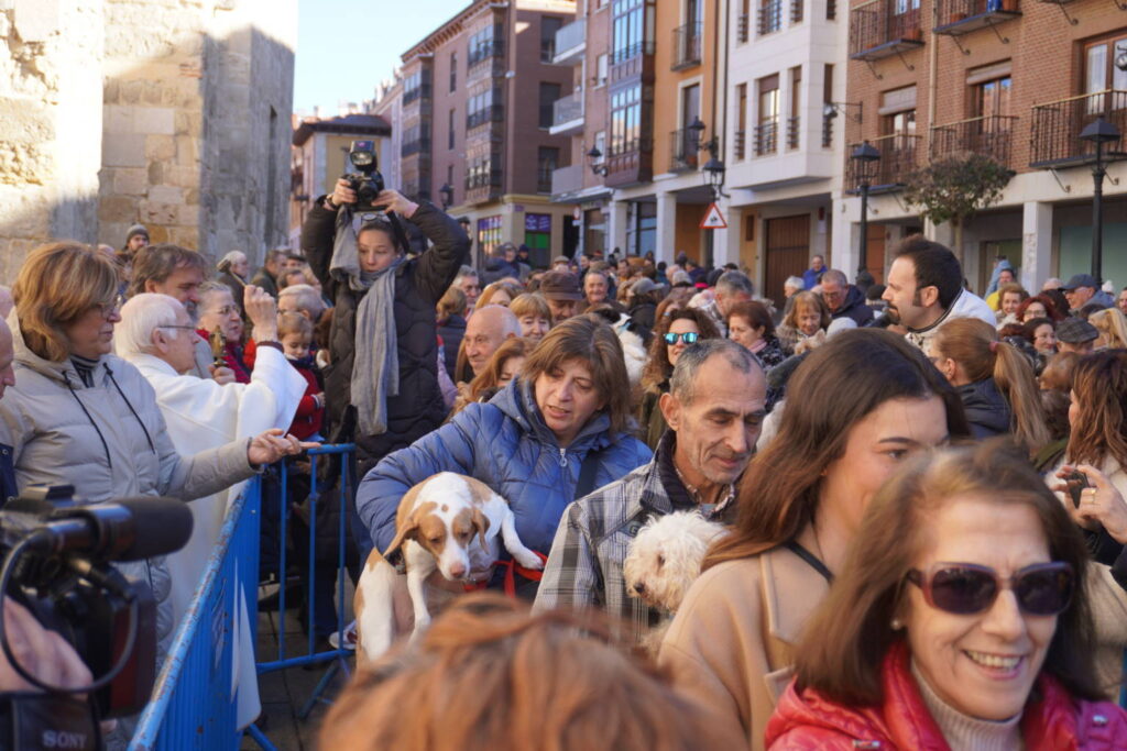 Bendición de los animales cpn motivo de San Antón Abad, en la iglesia de San Miguel