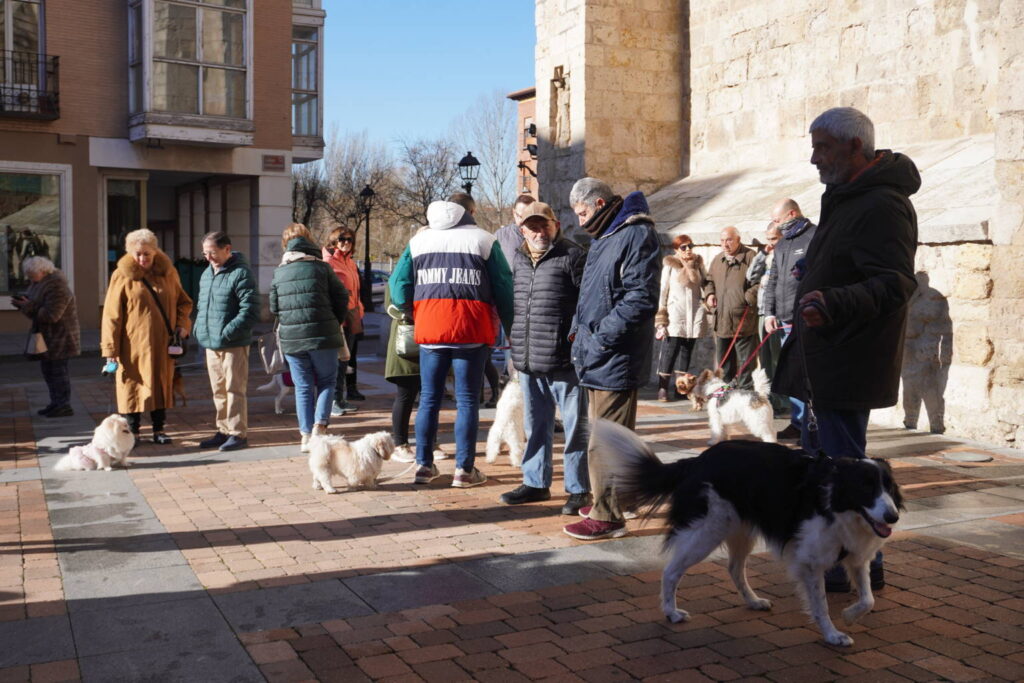 Bendición de los animales cpn motivo de San Antón Abad, en la iglesia de San Miguel