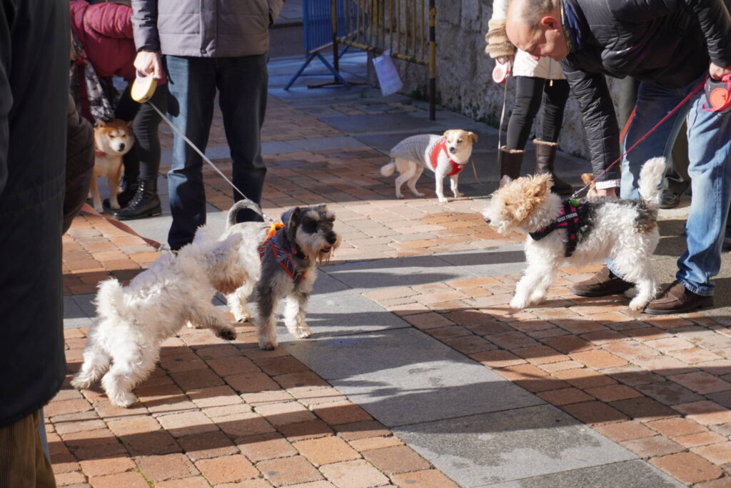 Bendición de los animales cpn motivo de San Antón Abad, en la iglesia de San Miguel