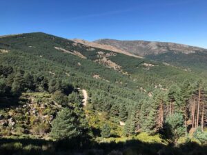 Bosque de Castilla y León