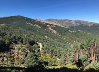 Bosque de Castilla y León
