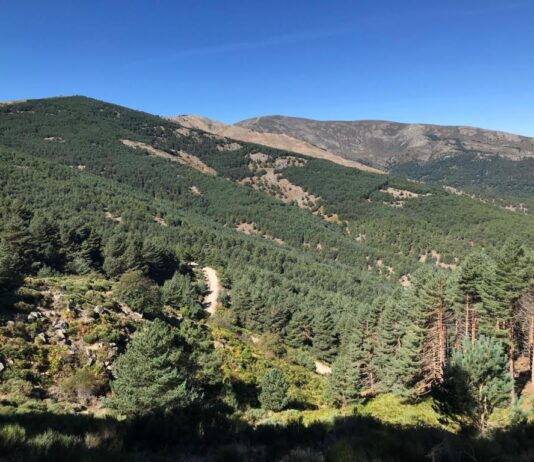 Bosque de Castilla y León
