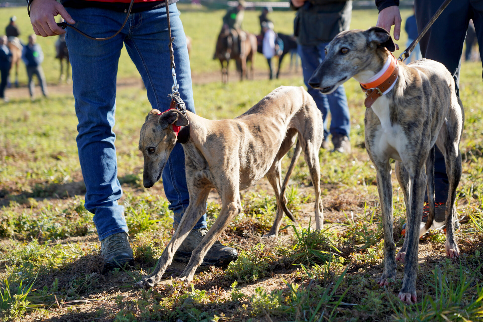 Final del Campeonato de España Galgos. / ICAL