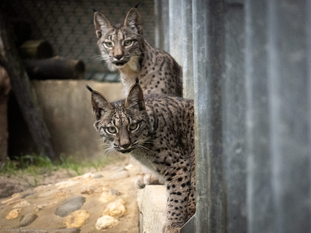 Virgo y Vuelvepiedras, primeros linces ibéricos en el Cerrato Palentino