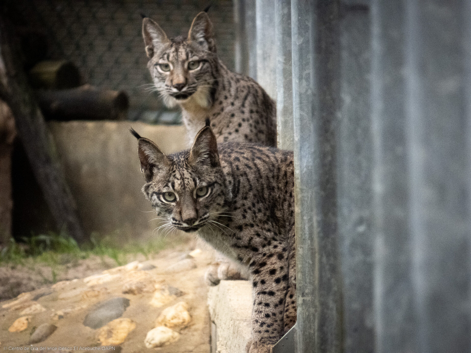 Virgo y Vuelvepiedras, primeros linces ibéricos en el Cerrato Palentino