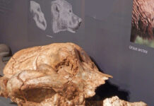 Museo de Palencia pieza del mes oso cavernario de la cueva de Guantes
