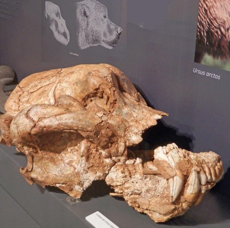 Museo de Palencia pieza del mes oso cavernario de la cueva de Guantes