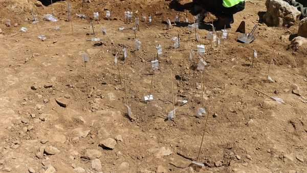 ICAL - Excavación en el Castro de La Loma, en Las Heras de la Peña, una pedanía de Santibáñez de la Peña (Palencia), en la imagen puntas de flecha