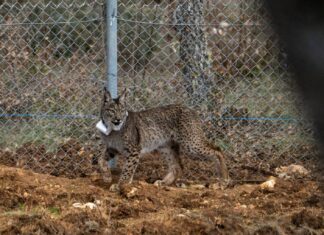 Suelta de la segunda pareja de linces, Viñegra y Villano, en el Cerrato Palentino. FOTO - FERNANDO MANRIQUE
