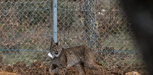 Suelta de la segunda pareja de linces, Viñegra y Villano, en el Cerrato Palentino. FOTO - FERNANDO MANRIQUE