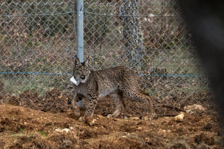 Suelta de la segunda pareja de linces, Viñegra y Villano, en el Cerrato Palentino. FOTO - FERNANDO MANRIQUE