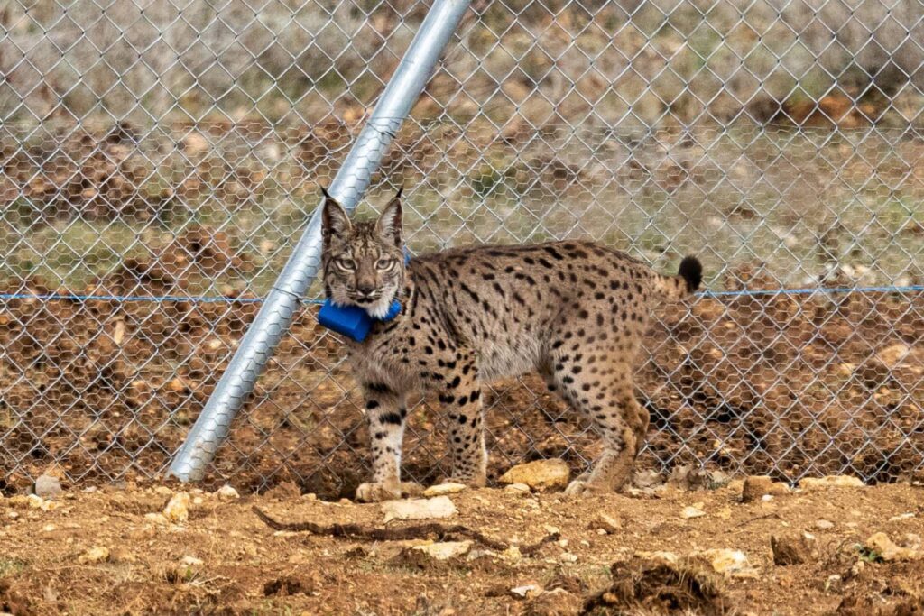 Suelta de la segunda pareja de linces, Viñegra y Villano, en el Cerrato Palentino. FOTO - FERNANDO MANRIQUE