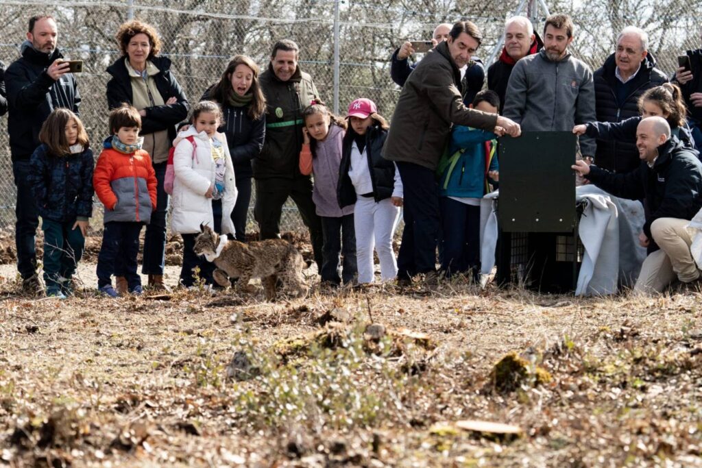 Suelta de la segunda pareja de linces, Viñegra y Villano, en el Cerrato Palentino. FOTO - FERNANDO MANRIQUE