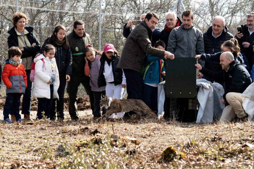 Suelta de la segunda pareja de linces, Viñegra y Villano, en el Cerrato Palentino. FOTO - FERNANDO MANRIQUE