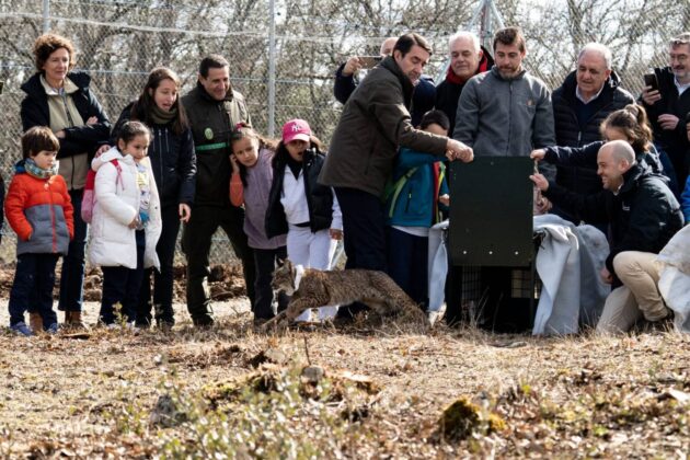 Suelta de la segunda pareja de linces, Viñegra y Villano, en el Cerrato Palentino. FOTO - FERNANDO MANRIQUE