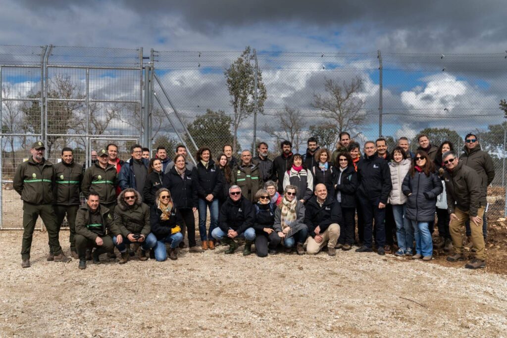 Suelta de la segunda pareja de linces, Viñegra y Villano, en el Cerrato Palentino. FOTO - FERNANDO MANRIQUE