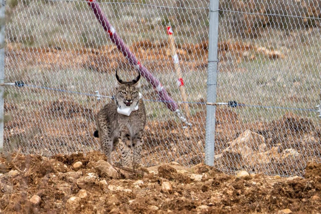 Suelta de la segunda pareja de linces, Viñegra y Villano, en el Cerrato Palentino. FOTO - FERNANDO MANRIQUE