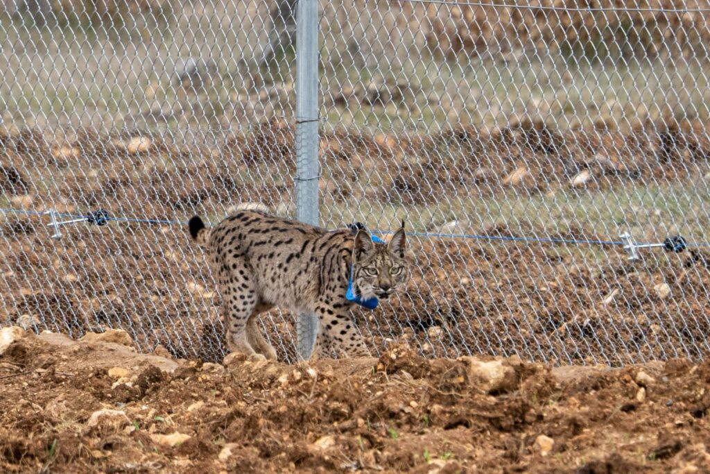 Suelta de la segunda pareja de linces, Viñegra y Villano, en el Cerrato Palentino. FOTO - FERNANDO MANRIQUE