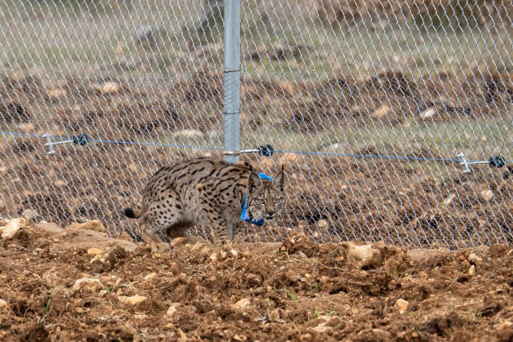 Suelta de la segunda pareja de linces, Viñegra y Villano, en el Cerrato Palentino. FOTO - FERNANDO MANRIQUE