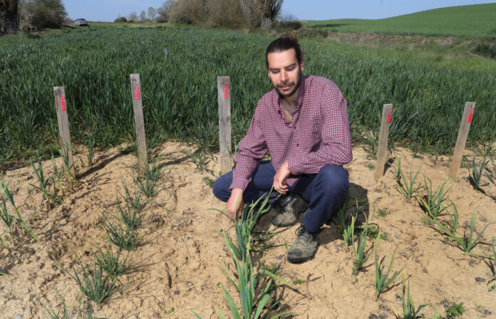 Proyecto de recuperación y conservación de semillas en Tierra de campos