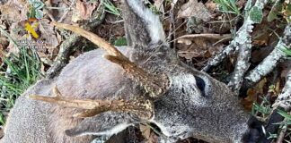 Cazador Furtivo Montaña Palentina - Guardia Civil