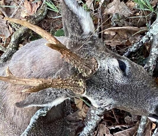 Cazador Furtivo Montaña Palentina - Guardia Civil