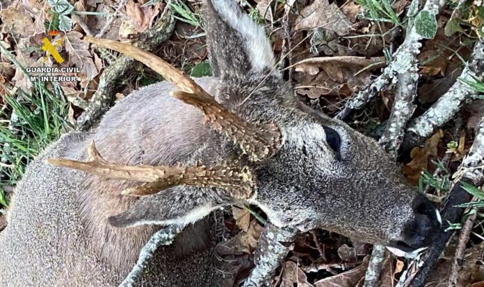 Cazador Furtivo Montaña Palentina - Guardia Civil